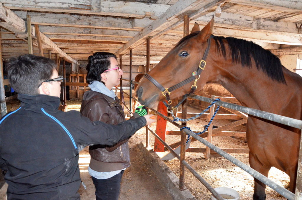 construction-refuge-cheval